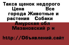 Такса щенок недорого › Цена ­ 15 000 - Все города Животные и растения » Собаки   . Амурская обл.,Мазановский р-н